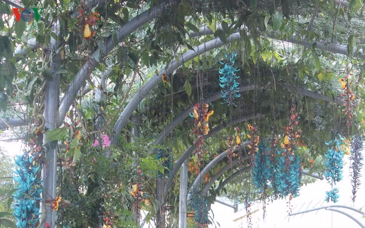 Giá cây giống của loài hoa móng cọp khoảng 70-100 nghìn/cây