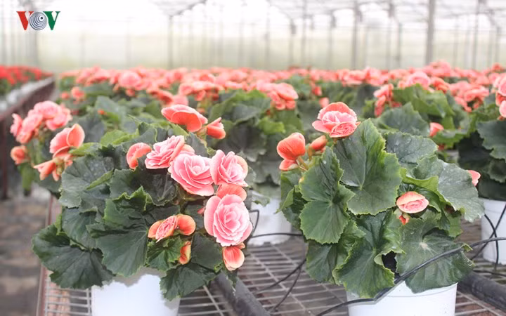 Thu hải đường có rất nhiều màu sắc đẹp để khách hàng lựa chọn