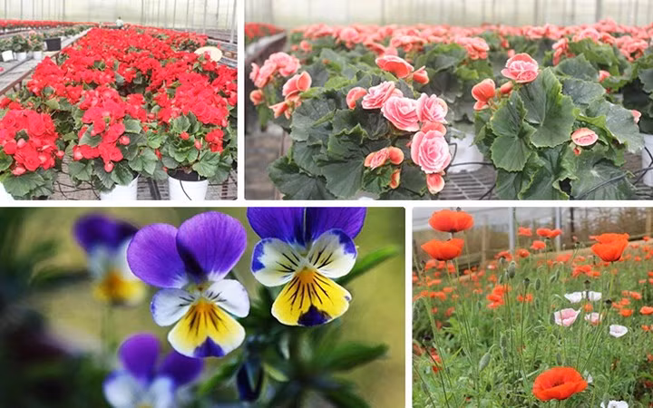 Ở "vương quốc hoa" Đà Lạt có rất nhiều loại hoa lạ, đẹp mắt mà giá lại rẻ đến bất ngờ.