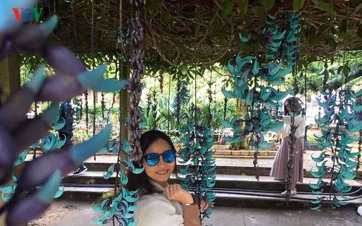 Hoa móng cọp có 3 loại chính: hoa móng cọp đỏ, hoa móng cọp xanh và cây hoa móng cọp vàng