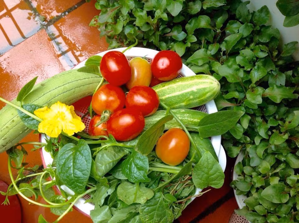 Thành quả sau bao ngày chăm sóc, vun trồng của cô Nga.