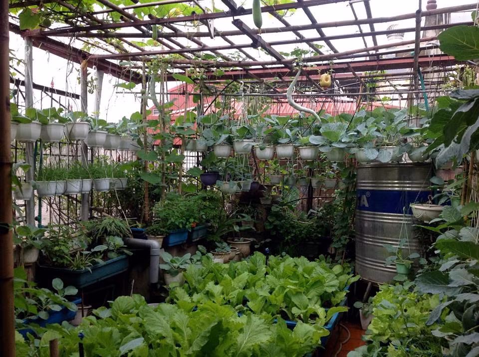 Khu vườn rau chỉ rộng 30 m2 nhưng do khéo sắp xếp, bài trí nên khu vườn treo của cô lúc nào cũng lúc lỉu các loại rau, củ, quả. Sân thượng là nơi thỏa mãn sở thích đam mê trồng các loại rau, hoa. Sáng tối cô đều dành thời gian lên sân thượng tầng 4 để chăm sóc và ngắm những luống rau, cây hoa chính tay mình trồng.