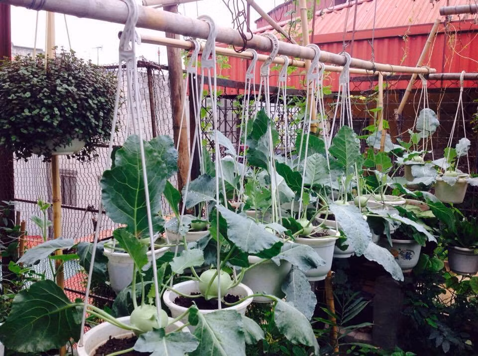 Cô Nga cho hay, cô trồng rau theo mùa, mùa nào rau nấy. Đặc biệt, các loại rau củ như su hào, bắp cải, cà chua, bí, bầu, dưa chuột,…khi thu hoạch đều cho năng suất cao. Về kinh nghiệm trồng rau vườn treo trên sân thượng cô Nga cho biết, khâu làm đất rất quan trọng. Với các loại rau, hoa trồng chậu treo trên cao thì đất trồng phải mịn, thoát nước tốt.