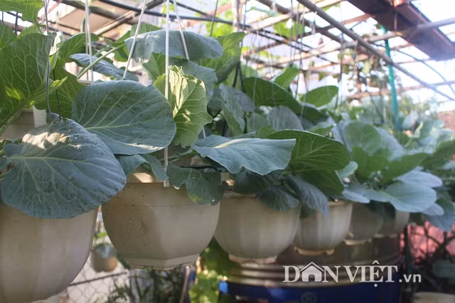 Do trồng trong chậu treo, diện tích đất khiêm tốn nên cô Nga chọn giống cải bắp cơm để trồng. Cô Nga thường trồng rau vào buổi chiều, để qua đêm mát cây hồi sinh lại.