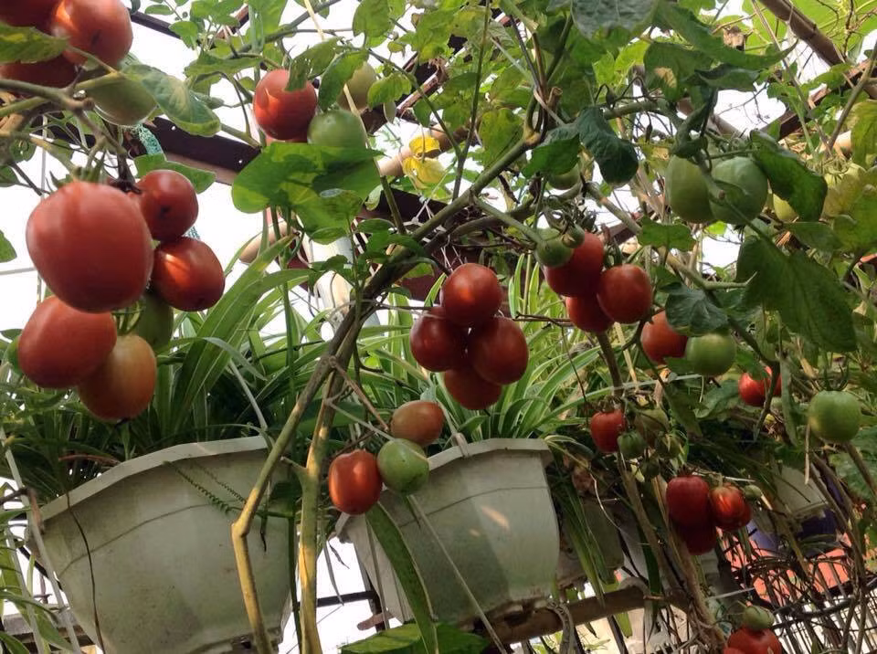 Cà chua chín đỏ, sai trĩu quả nom rất thích mắt.