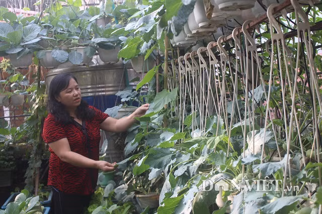 Cô Nga cho biết, cô đã trồng rau và hoa từ rất lâu. Ngày trước dạy học, bận rộn với với những trang giáo án nhưng cô vẫn cố gắng cùng các cô giáo trồng rau ở vườn trường, vừa góp phần cho không gian sinh động vừa cung cấp rau sạch cho mọi người.