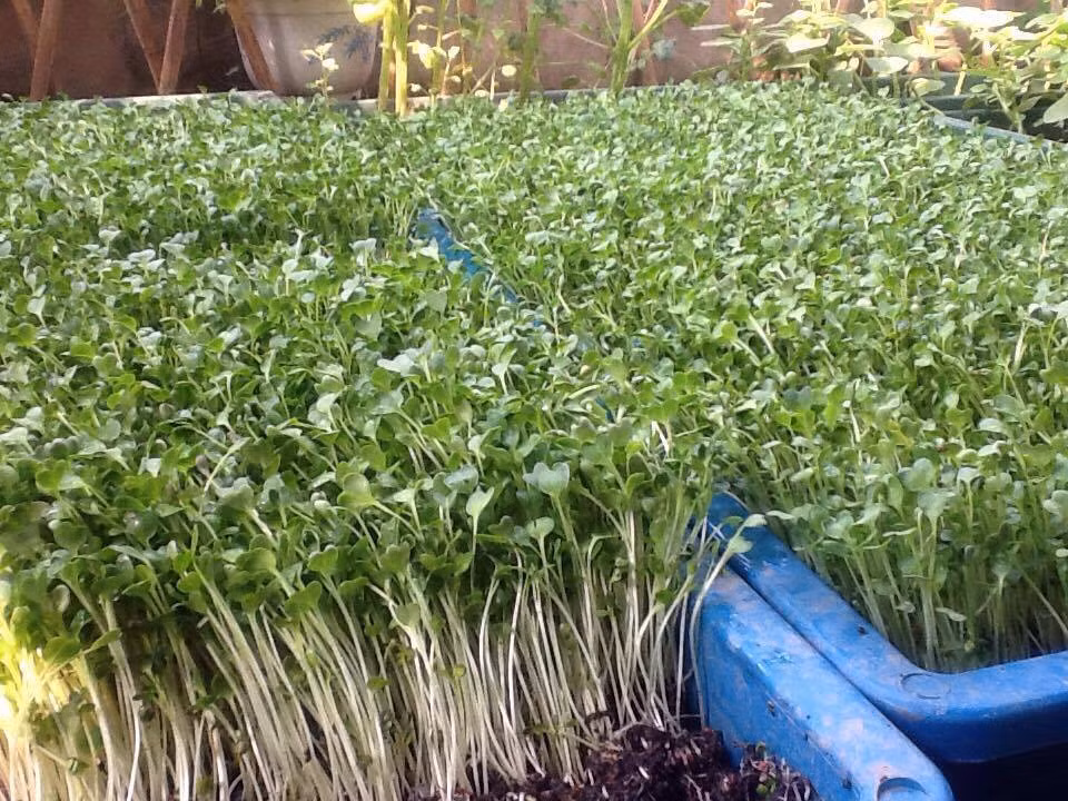 Với rau mầm cô Nga cắt để lại lại rễ, sau 1 thời gian rễ rau mầm hoại mục tạo độ dinh dưỡng rất tốt cho đất.“Khác với mọi người mình không tưới nước ngay sau khi trồng mà để hôm sau mới tưới, tránh để đất lấp bó rễ, cây xót phân. Do trồng trên các chậu treo có diện tích đất nhỏ nên người trồng phải thường xuyên bổ sung dinh dưỡng cho cây. Trung bình 1-2 tuần mình lại bón phân cho cây và luộc ruột cá nước ngọt rồi pha tưới cho cây một lần”, cô Nga chia sẻ.