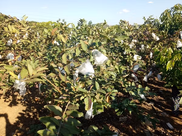 Cả khu vườn, cây ổi nào quả cũng được bọc trong túi ni lông để tăng khả năng phát triển và bảo vệ quả, giúp mã quả đẹp.