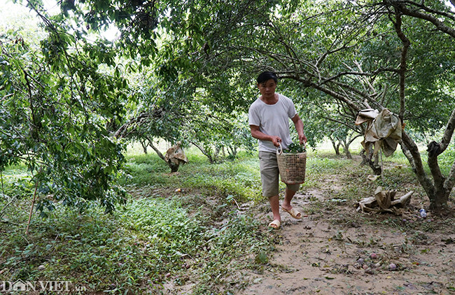 Tại huyện Bắc Hà (Lào Cai), hàng loạt vườn mận tam hoa có diện tích rộng lớn đang vào mùa thu hoạch.