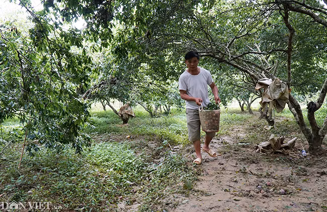 Tại huyện Bắc Hà (Lào Cai), hàng loạt vườn mận tam hoa có diện tích rộng lớn đang vào mùa thu hoạch.
