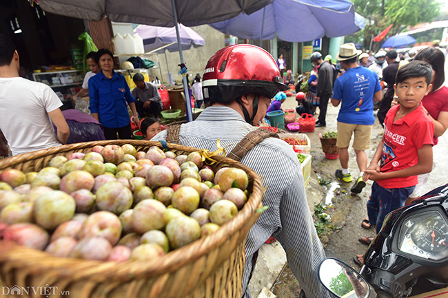 Anh Lý Seo Phử (xã Tả Van Chư, huyện Bắc Hà) gùi mận trên đồi xuống trung tâm thị trấn để bán cho khách du lịch. Anh cho biết, năm nay mận tam hoa được mùa, nên giá rẻ hơn so với mọi năm.