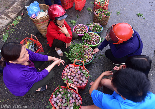 Có những sọt mận từ 5 - 100 kg, mới được bày bán đã có người hỏi mua. Có người mua từ 20 - 30 kg để làm quà và... ăn dần.