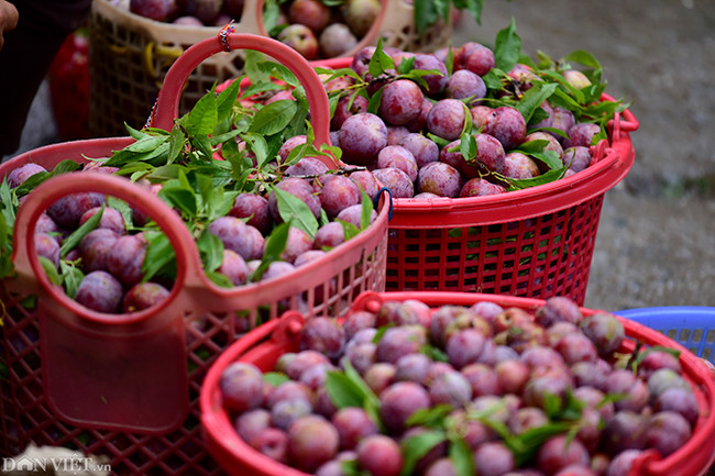 Những sọt mận đỏ hồng khiến nhiều du khách không thể cầm lòng. Mận Bắc Hà ăn ngọt, cùi dày và rất ngon.