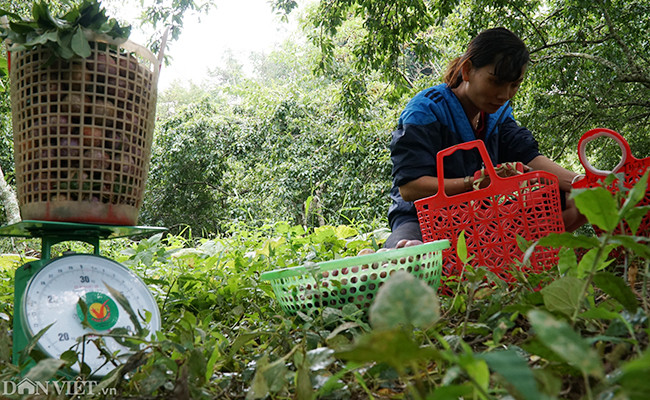 Giá mận dao động từ 20.000 - 40.000 đồng/kg ở thời điểm hiện tại. Mận tam hoa cho quả tròn to khi chín có màu đỏ tươi đến đỏ đậm. Loại mận này có lớp cùi khá dày và hạt nhỏ, khi ăn du khách sẽ cảm nhận được vị giòn và rất ngọt.