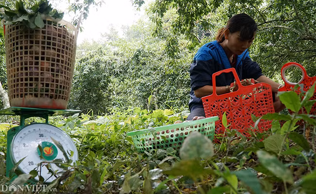 Giá mận dao động từ 20.000 - 40.000 đồng/kg ở thời điểm hiện tại. Mận tam hoa cho quả tròn to khi chín có màu đỏ tươi đến đỏ đậm. Loại mận này có lớp cùi khá dày và hạt nhỏ, khi ăn du khách sẽ cảm nhận được vị giòn và rất ngọt.