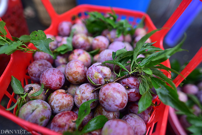 Du khách mua mận tam hoa tại chợ phiên Bắc Hà, ai cũng cố gắng chọn những quả to, tròn và mọng nước mua về làm quà.