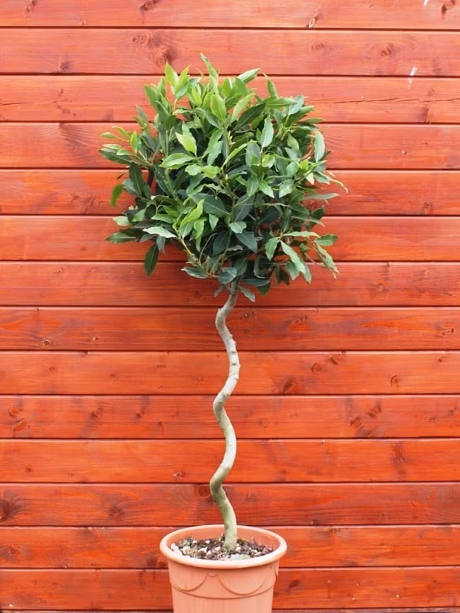 Cây nguyệt quế Lâu nay, mọi người đều coi cây nguyệt quế là biểu tượng của vinh quang, chiến thắng và uy quyền. Cây nguyệt quế có nguồn gốc tự nhiên ở vùng cận nhiệt đới và là cây ưa không khí ẩm ướt, nửa bóng, cần được cung cấp nhiều nước. Loài cây này giúp hấp thụ độ ẩm không khí, tạo ra một môi trường khô thoáng, dễ chịu trong nhà.