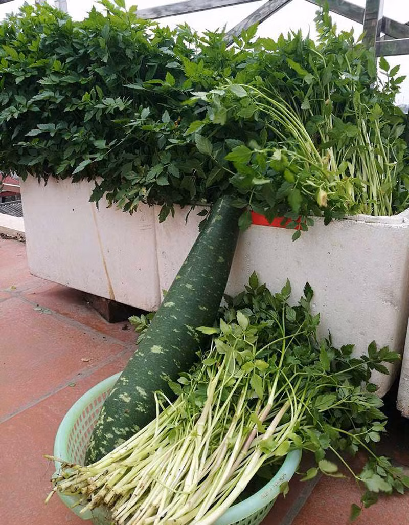 Chị chia sẻ, dù trồng trên sân thượng nhưng rau cần lại phát triển tốt, rau non.