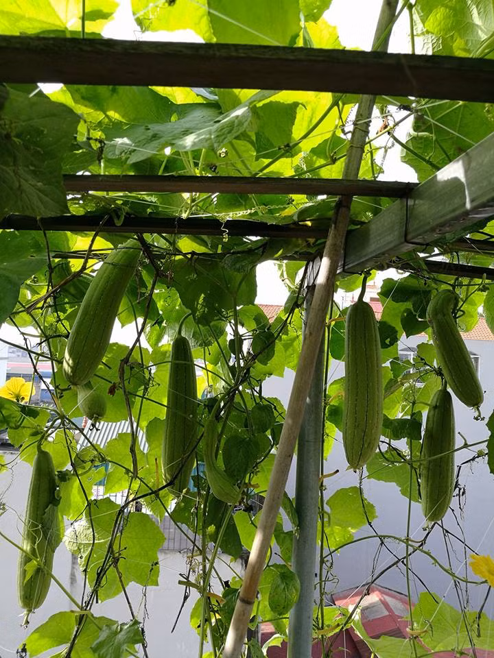 Mướp, bầu, bí ăn quả đều đủ cả.