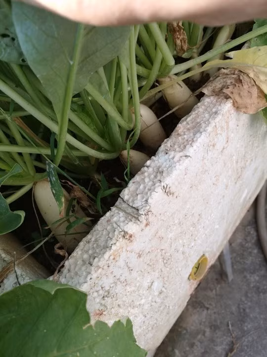 Thậm chí chị Linh còn trồng cả củ cải.