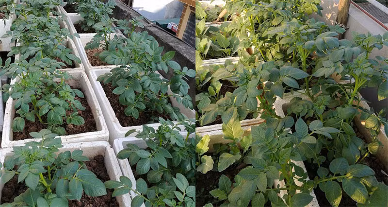 Năm nay chị trồng tới 27 thùng xốp khoai tây với hy vọng gia đình có khoai ăn trong vài tháng.