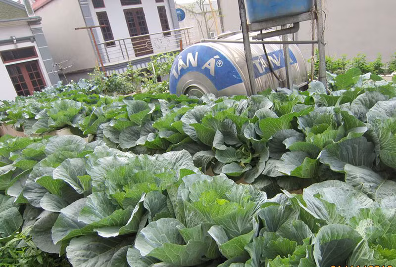 Mỗi ngày, chị chỉ mất 30 phút tưới nước, vừa hái rau vào sáng sớm.