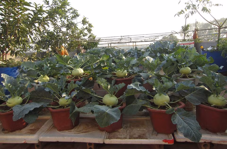 Lúc thu hoạch, ăn không hết chị có thể đem thái phơi khô để sau này xào thịt bò.