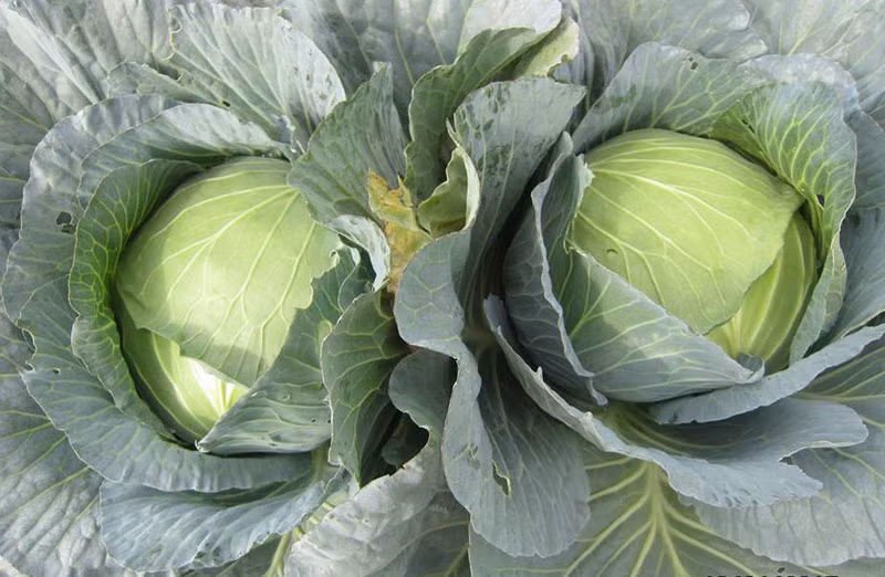 Vụ trước, bắp cải cho thu hoạch nhìn không kém gì nông dân trồng ngoài đồng.