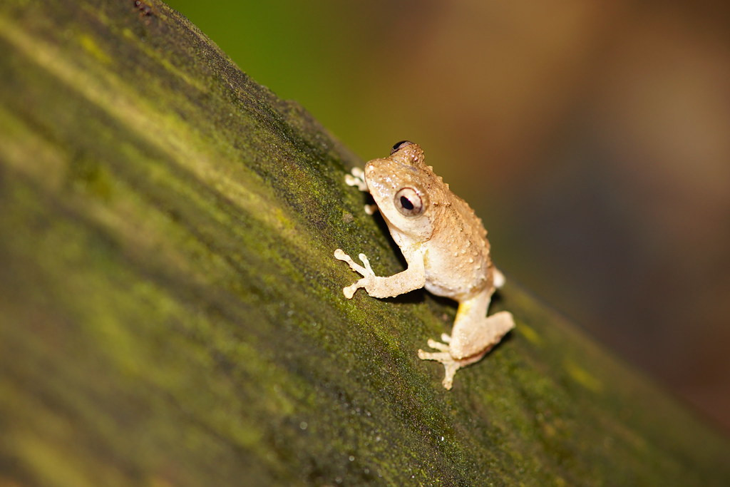 Khi đang di chuyển trên đường, anh nghe thấy một âm thanh kỳ lạ, giống tiếng ếch kêu.