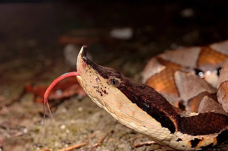 Cái tên rắn bách bộ (rắn trăm bước) là để chỉ sự nguy hiểm của nọc rắn, có nghĩa nếu một người bị loài rắn này cắn, trong vòng 100 bước ắt sẽ nguy hiểm tính mạng. May mắn là đã có huyết thanh chống nọc độc của loại rắn này.