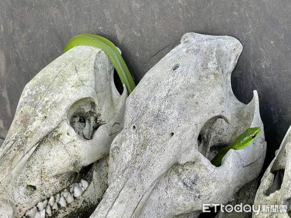 Hôm sau (1/10), Wang còn gặp cảnh tượng thú vị khác. Sau khi đi bộ đường dài, anh phát hiện một con rắn màu xanh lá cây di chuyển qua những hộp sọ thú rừng.