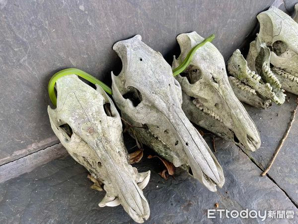 Sau khi những bức ảnh của Wang được đăng tải, cư dân mạng không khỏi ngạc nhiên. "Thật kinh ngạc. Tôi phải mất bao lâu mới ghi lại được khoảnh khắc quý giá", "Nhìn con rắn thật đáng sợ",...một số người bình luận.