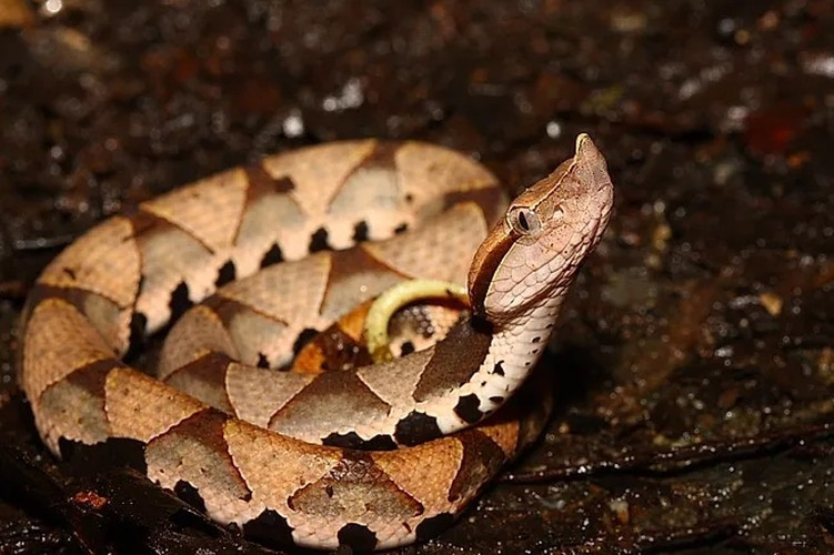 Nọc độc làm tan huyết của rắn bách bộ tuy không mạnh nhưng lượng nọc độc khổng lồ vẫn khiến nó trở thành một trong những loài rắn độc nguy hiểm nhất Đài Loan.