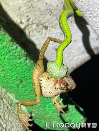 Trong cuộc phỏng vấn sau đó, Wang nói thêm rằng, động tác của con ếch giống như một điệu nhảy, và con rắn giống như dải ruy băng màu xanh lá cây, chẳng khác nào chúng đang tập yoga trên không.