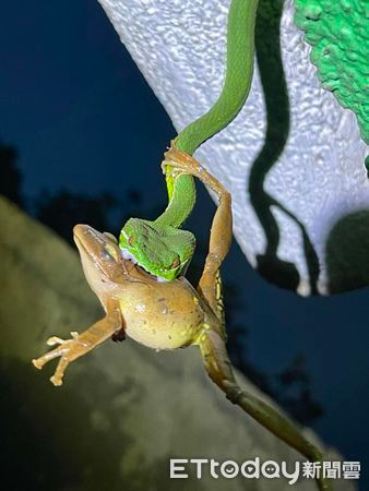 Lại gần hơn, anh Wang sửng sốt khi chứng kiến cảnh con rắn màu xanh lá cây đang cắn một chú ếch. Khi đó, con ếch vẫn đang giãy giụa, hai chân giơ lên, giống như động tác tập yoga. Wang vội lấy điện thoại ghi lại cảnh kinh ngạc này.