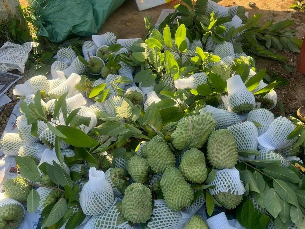 HTX trong na khong lo tren nui cao: Mot nam lai 120 ty-Hinh-2