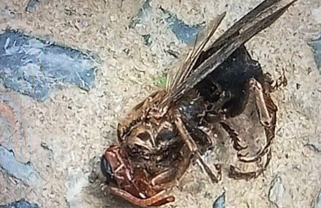 Suy da tang, tu vong...loat hau qua dang so vi ong dot-Hinh-2