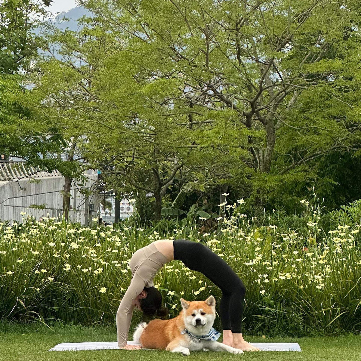 Guo Yaqi là nữ HLV yoga nổi tiếng ở Trung Quốc. Trên trang Instagram cá nhân, người đẹp này cũng thường xuyên đăng tải hình ảnh tập luyện, chia sẻ kiến thức về yoga, nhận về lượt tương tác cao. Người đẹp có gu thời trang gợi cảm nhưng trong chừng mực, giúp tôn dáng đẹp. Khi tập luyện, cô thường chọn bra thể thao, kết hợp cùng quần legging.