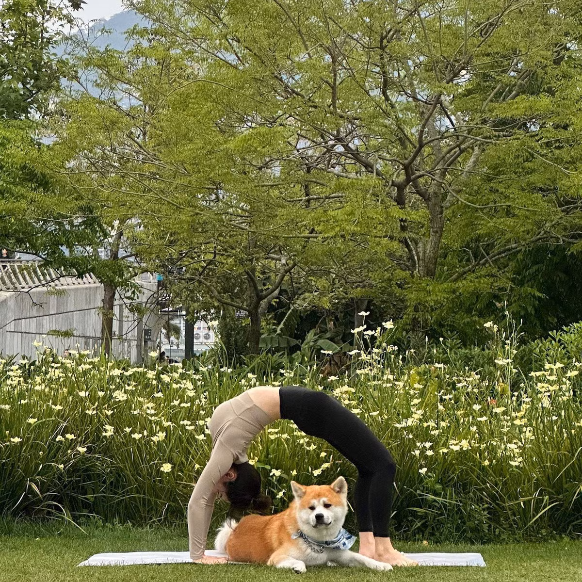 Guo Yaqi là nữ HLV yoga nổi tiếng ở Trung Quốc. Trên trang Instagram cá nhân, người đẹp này cũng thường xuyên đăng tải hình ảnh tập luyện, chia sẻ kiến thức về yoga, nhận về lượt tương tác cao. Người đẹp có gu thời trang gợi cảm nhưng trong chừng mực, giúp tôn dáng đẹp. Khi tập luyện, cô thường chọn bra thể thao, kết hợp cùng quần legging.