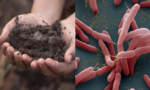 Benh Whitmore khien nhieu nguoi tu vong: Dieu tri the nao?