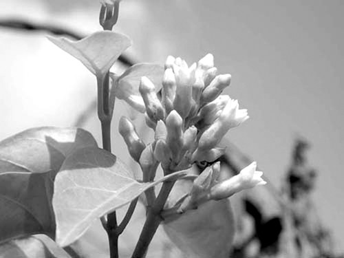 La giang vùa ngon miẹng vùa chũa nhièu bẹnh