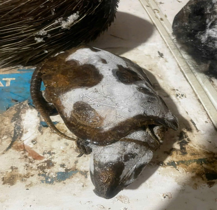 Bắt tạm giam đối tượng trong đường dây buôn bán động vật quý hiếm - Hình 3 Bat tam giam doi tuong trong duong day buon ban dong vat quy hiem-Hinh-3