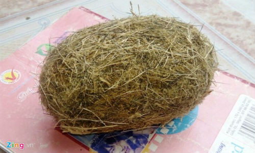 Cận cảnh vật thể nghi là "trư cát" được cho quý hiếm, chữa bách bệnh. Ảnh: P.H.
