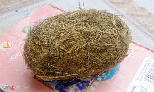 Cận cảnh vật thể nghi là "trư cát" được cho quý hiếm, chữa bách bệnh. Ảnh: P.H.