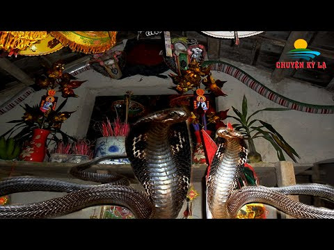 Rung minh chuyen cap ran Than mau den thich nghe tung kinh