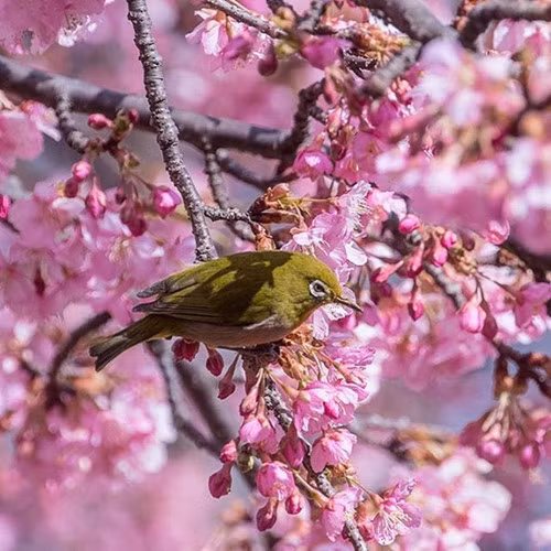Những chú chim nhấm nháp mật ngọt của hoa anh đào.
