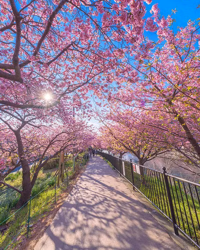 Nơi đây nổi tiếng với 8.000 cây anh đào nở hoa sớm, chào đón hàng triệu du khách mỗi năm.