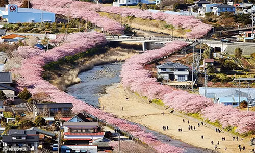 Mùa xuân đã đến sớm ở thị trấn Kawazu, Nhật Bản.