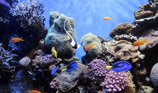 Nếu tình trạng biến đổi khí hậu tiếp diễn, đến năm 2050, số lượng rạn san hô trong đại dương sẽ bị suy giảm đáng kể.