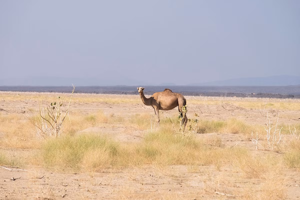 Một số loài động vật như lạc đà, linh dương,... xuất hiện trên vùng đất khô cằn.